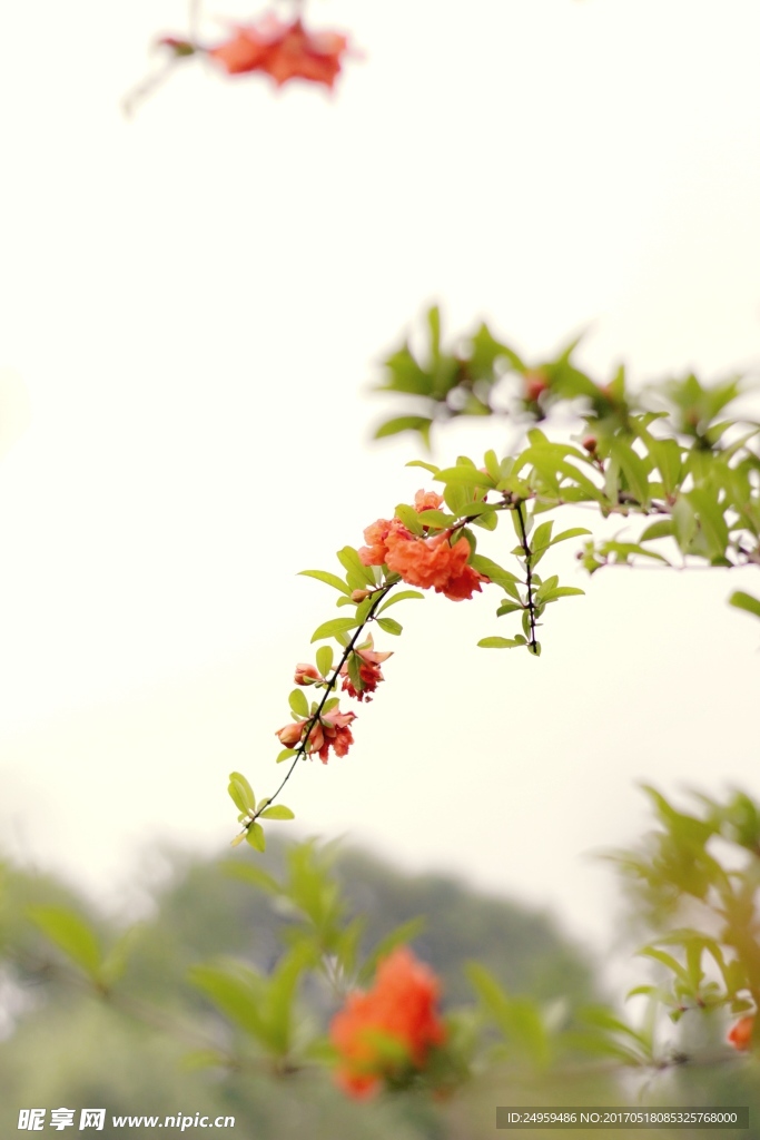 石榴花