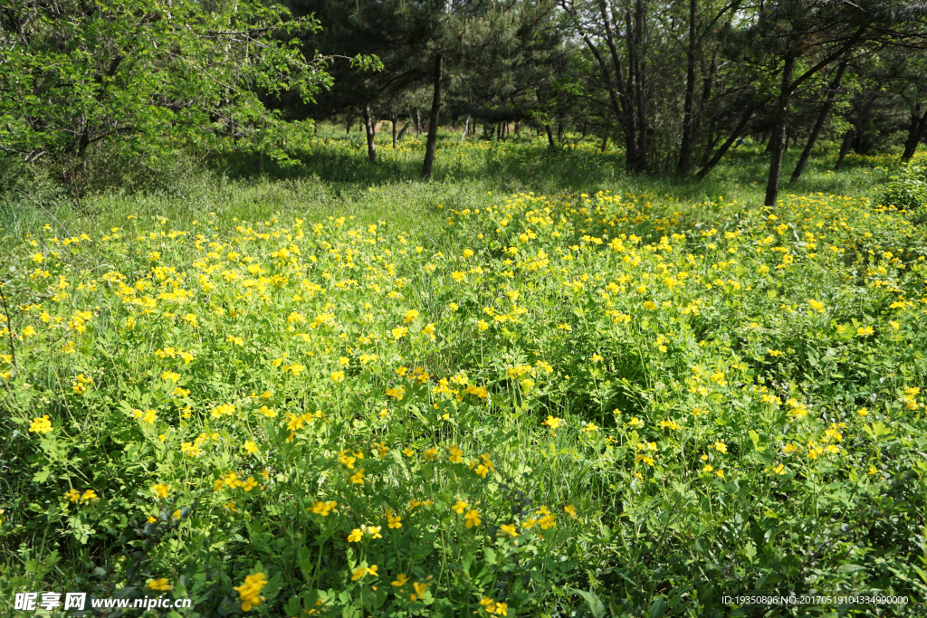 樹林 花叢 黃花