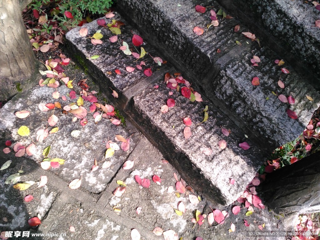 紅葉