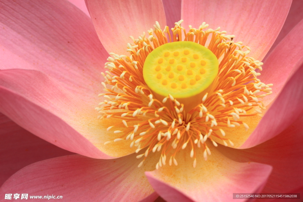 花蕊