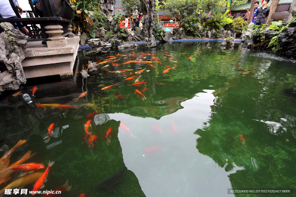 公園  水 石頭  金魚