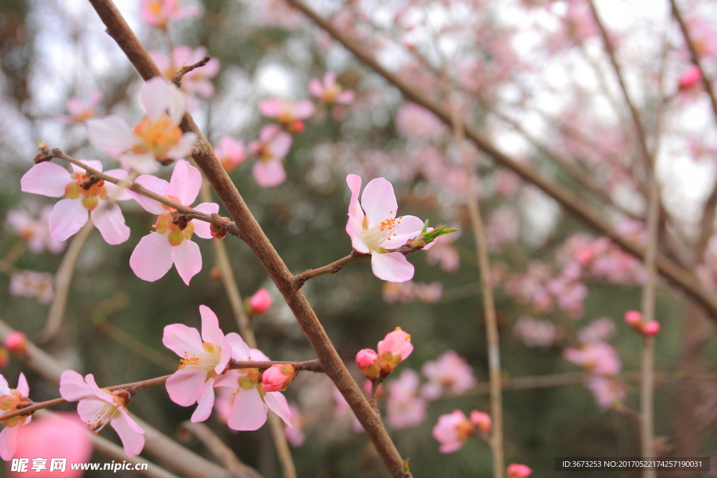 红梅桃花