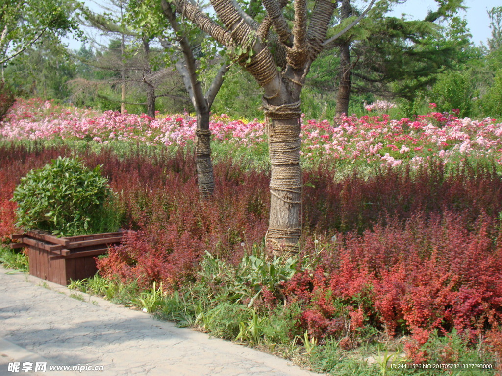 公園的花