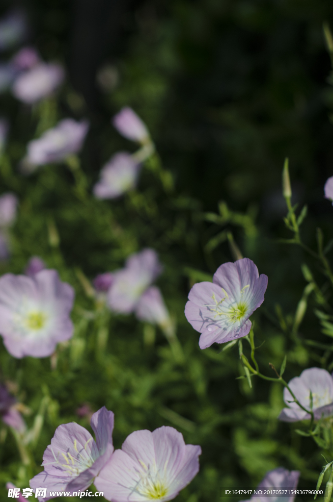 花菱草