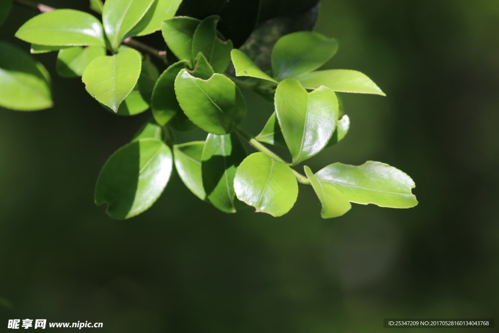 朝陽(yáng)下的油茶樹(shù)葉