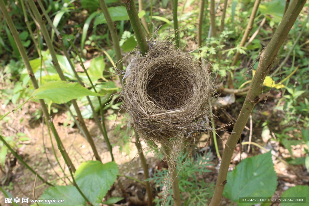 鳥窩攝影 鳥窩