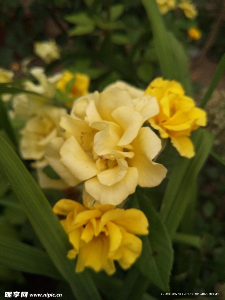 月季花