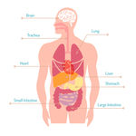 人体器官平面图