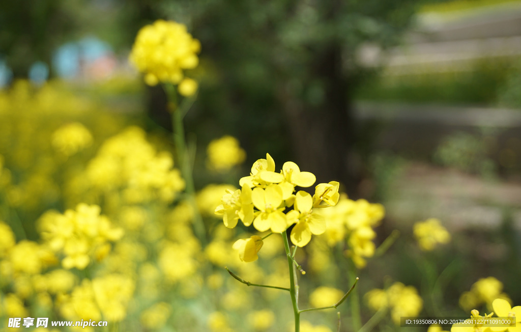 花朵 油菜花