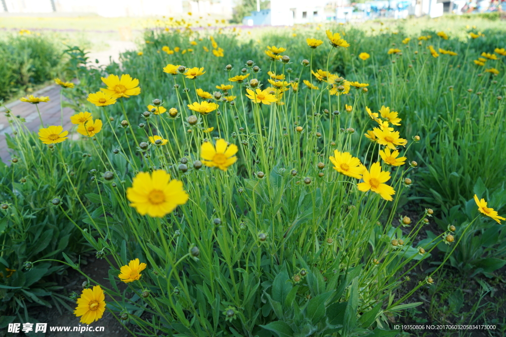 花叢 金雞菊 綠葉