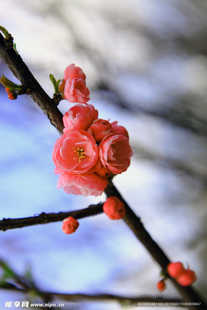 桃花