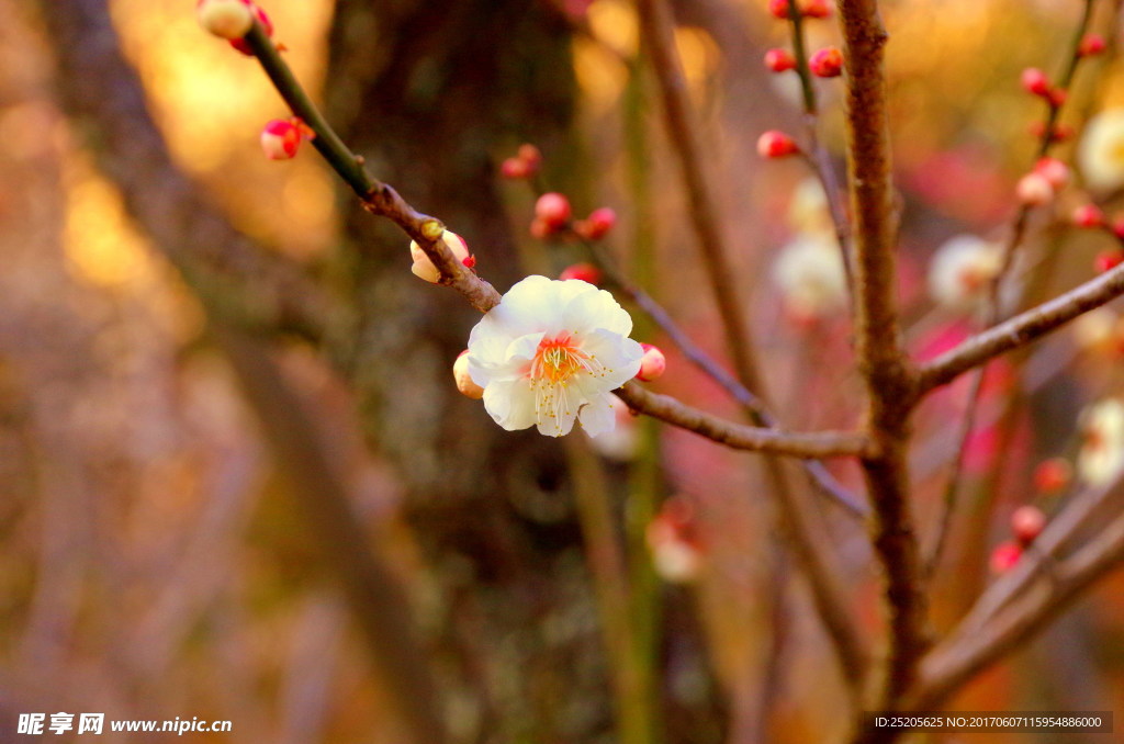 李樹花開
