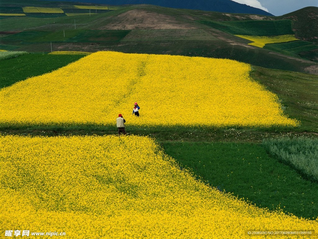 田里的油菜花