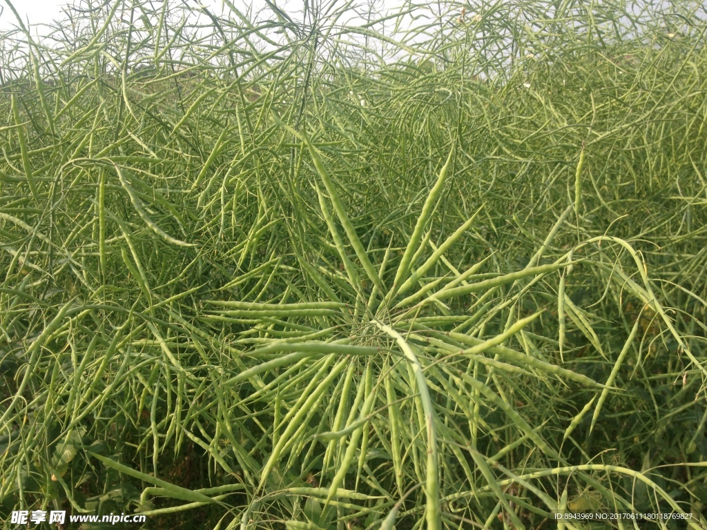 油菜籽