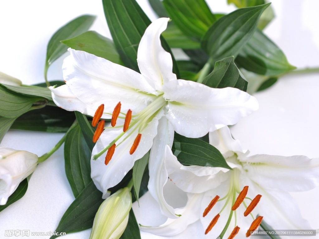 野生白百合花圖片