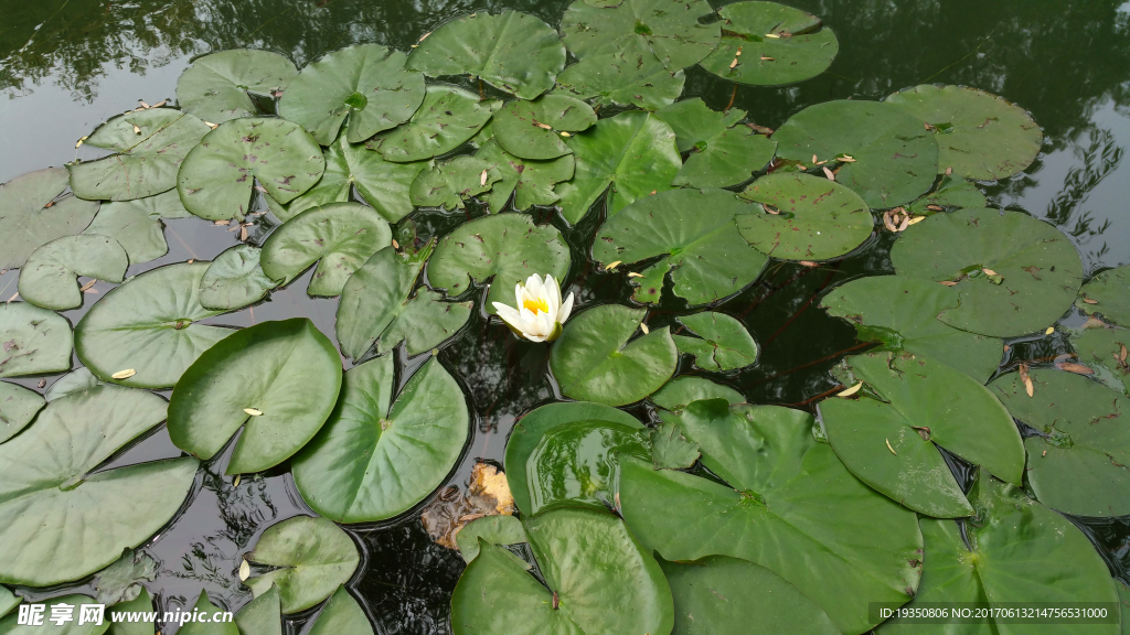 睡蓮 蓮花 綠葉