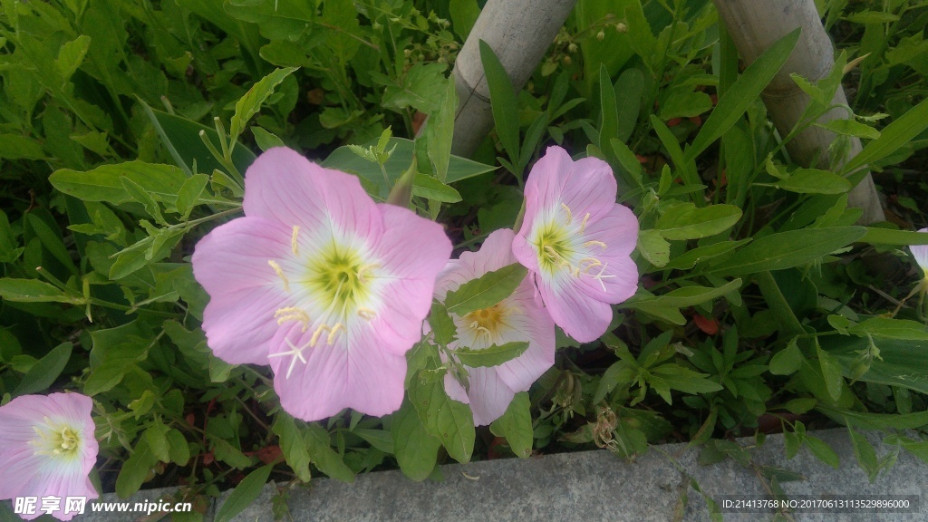 待霄草