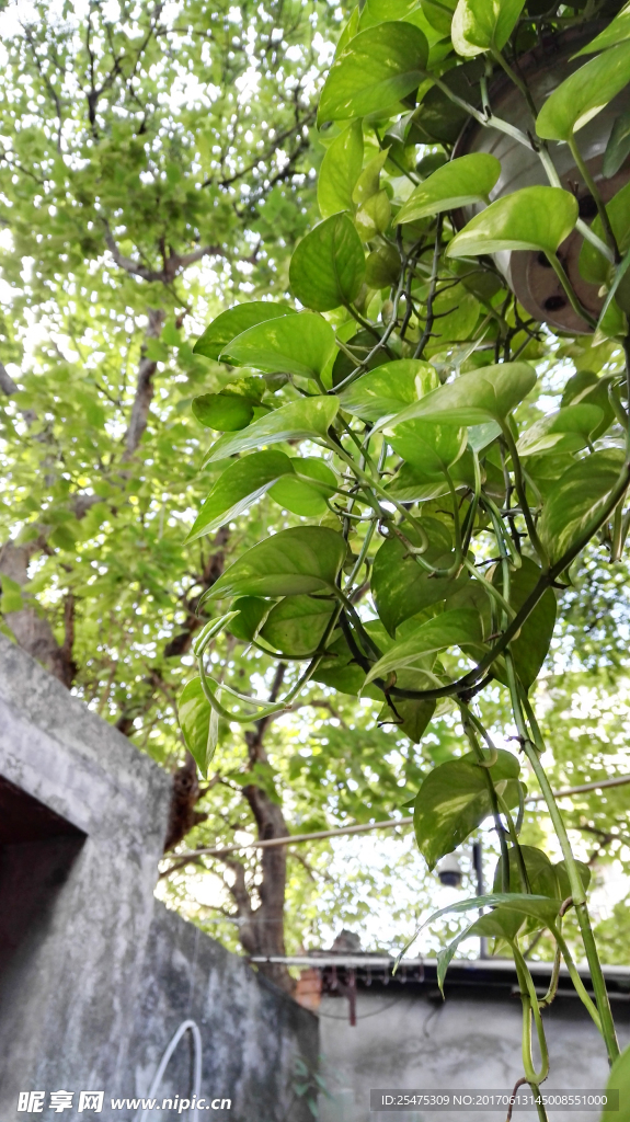 庭園綠羅