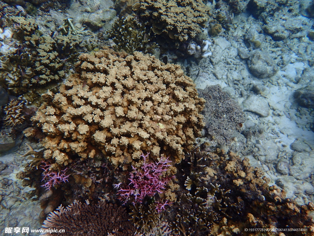 海底珊瑚石
