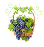 新鲜水果 葡萄素材 紫葡萄