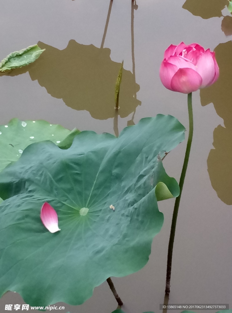 寫實荷花
