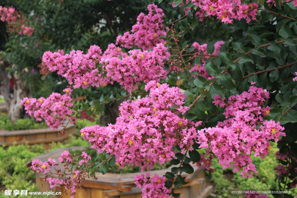 繁花似锦