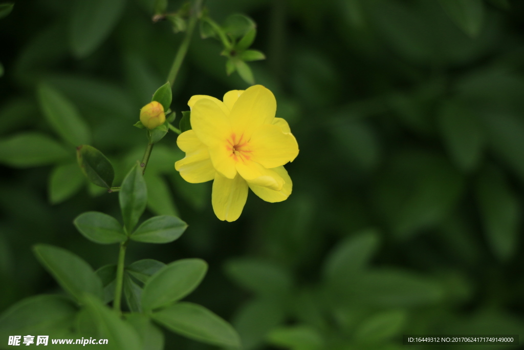 迎春花