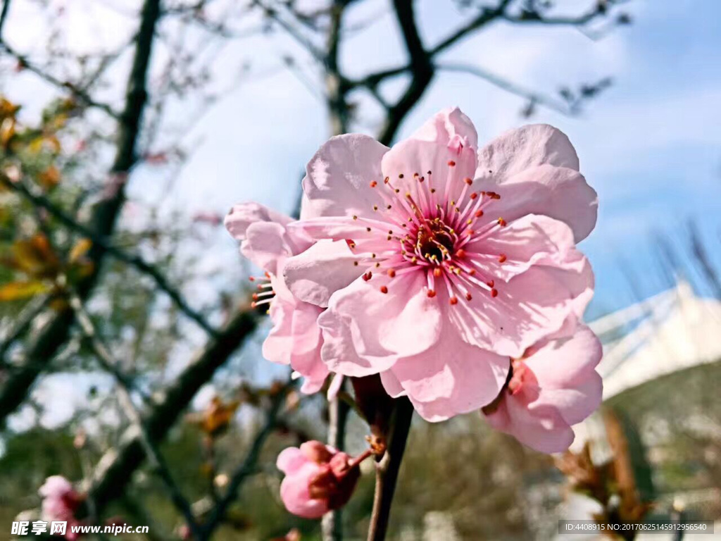 桃花