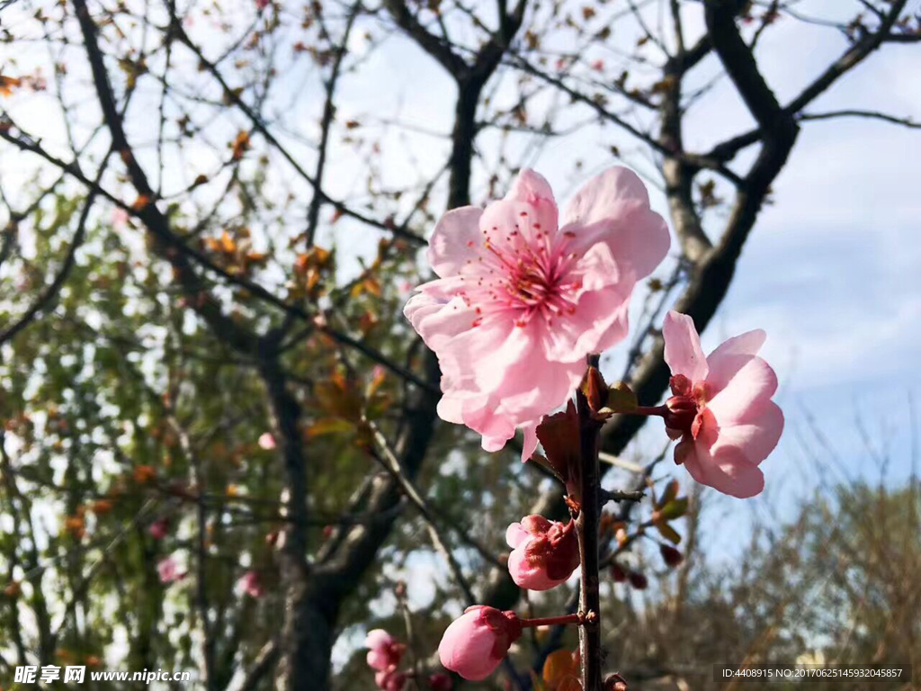 桃花