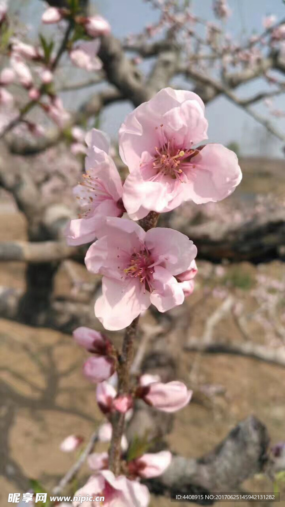 桃花