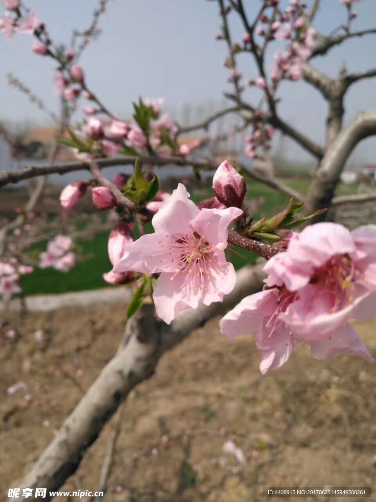 桃花