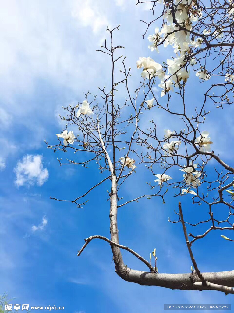 玉蘭花