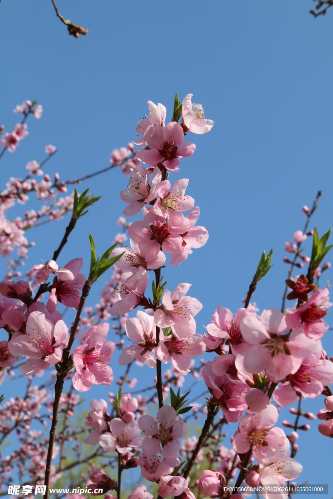 桃花 櫻花