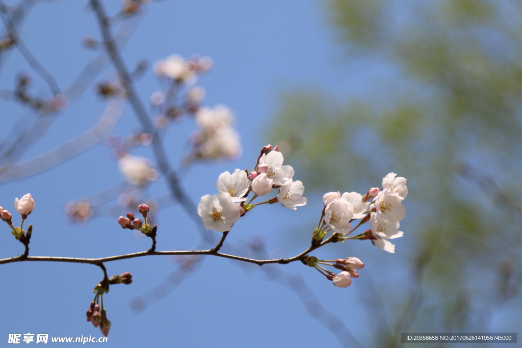 桃花 櫻花