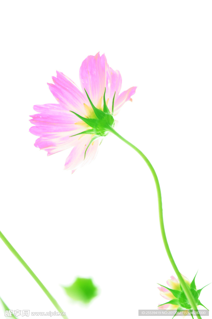野花
