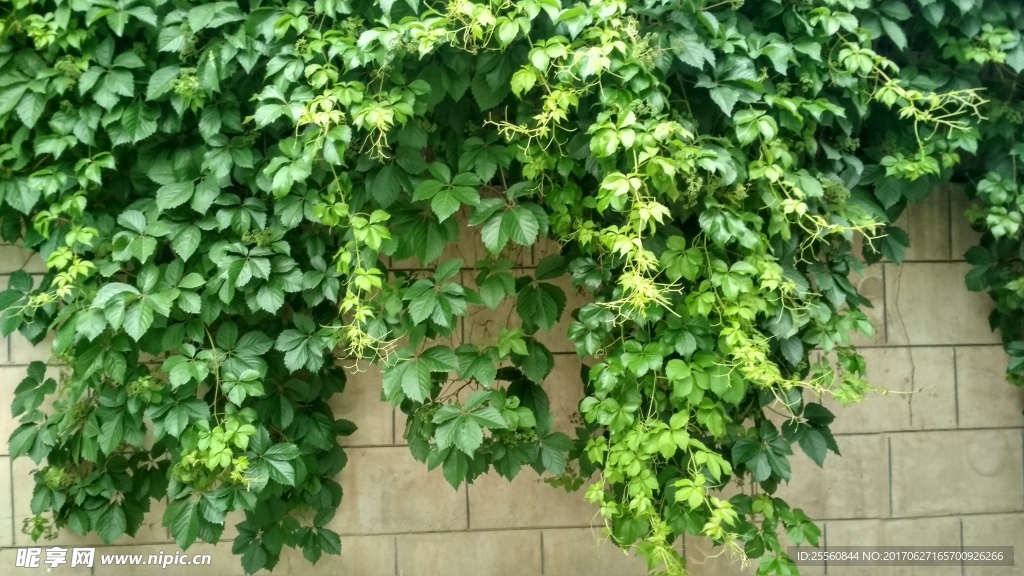 爬山虎
