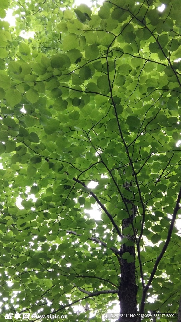 濃淡相宜