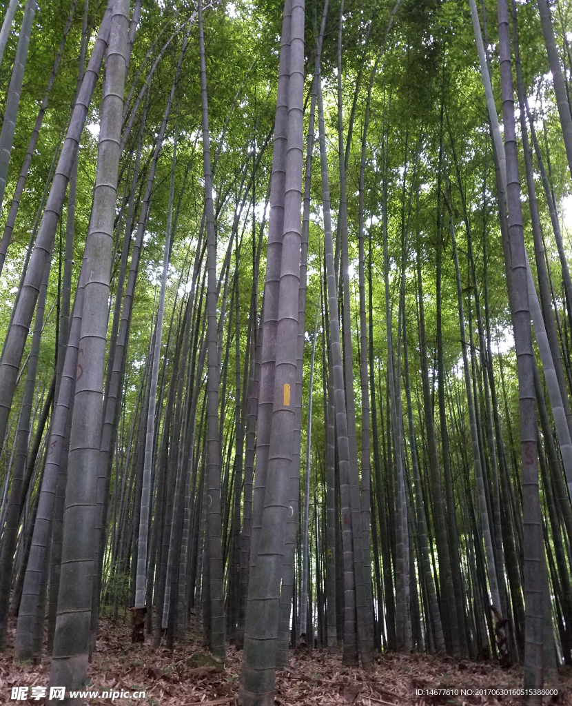 竹林