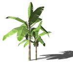 SU植物模型 棕榈芭蕉