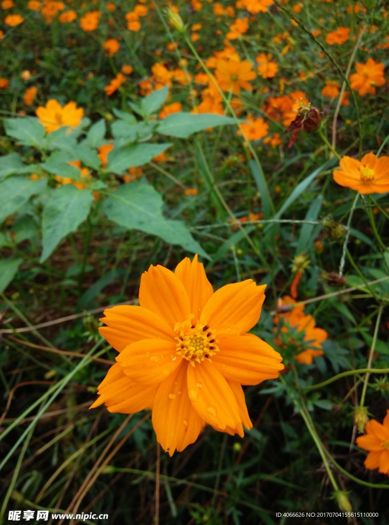 菊花圖片