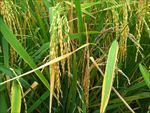 秋天的稻田  水稻 成熟