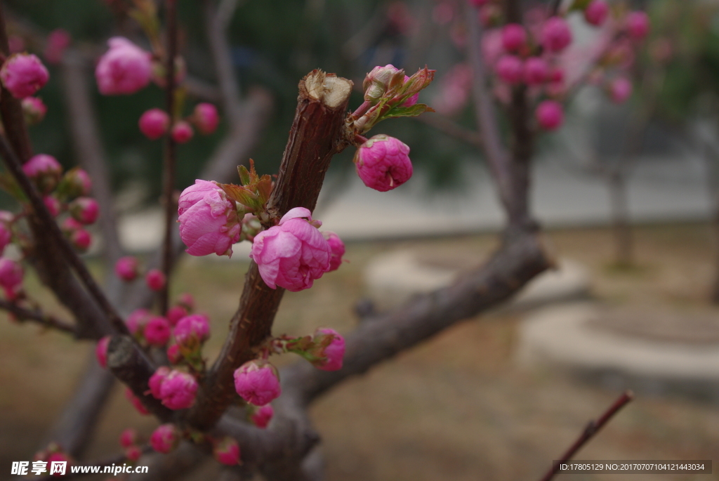 花蕊