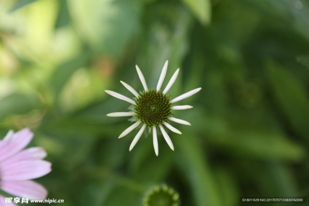 花草
