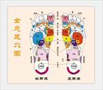 全息足穴图 全息图 按摩 骨