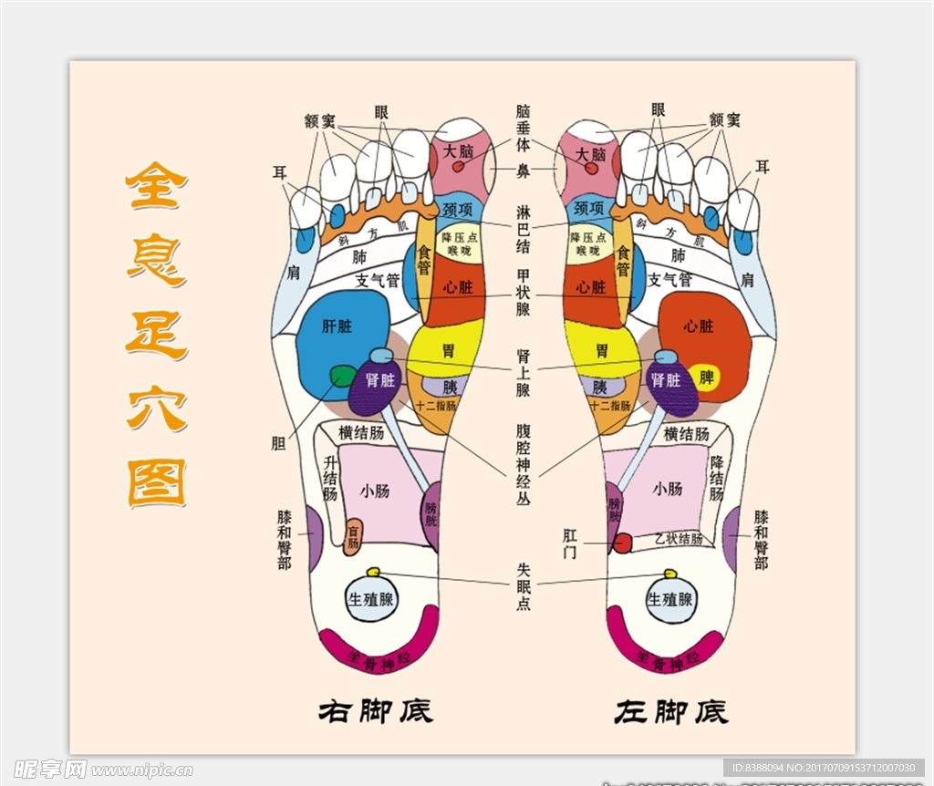 全息足穴图 全息图 按摩 骨