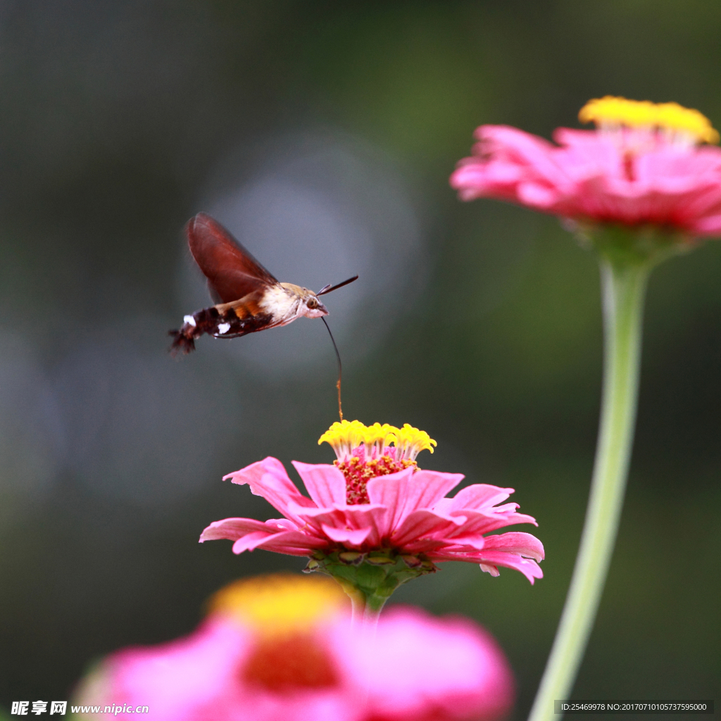 蜂蛾