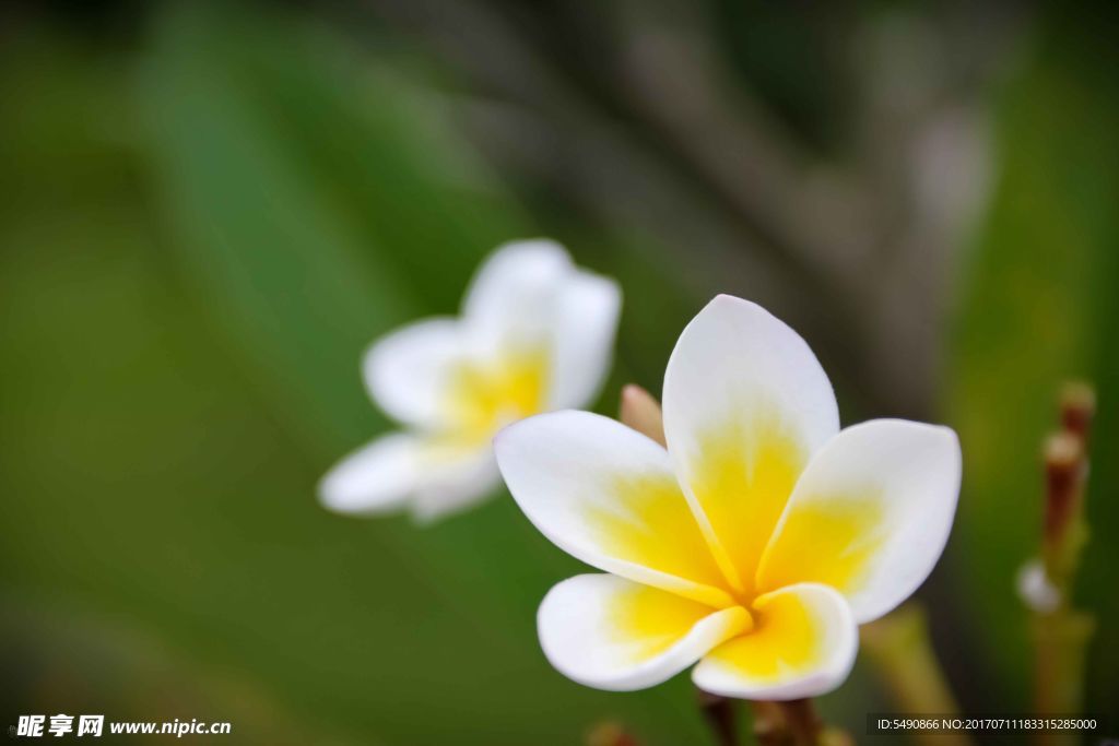 雞蛋花