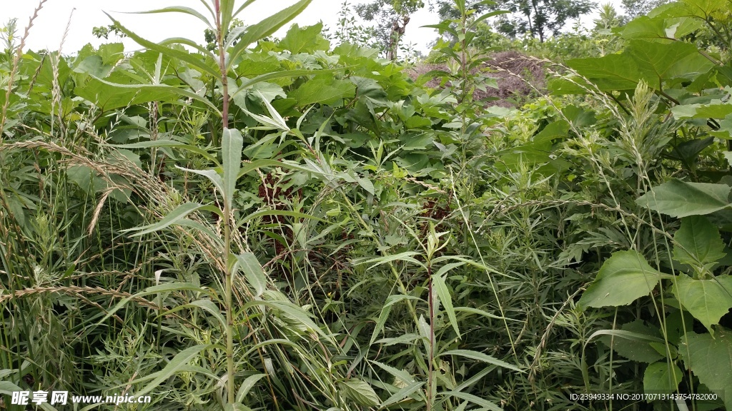 簍蒿