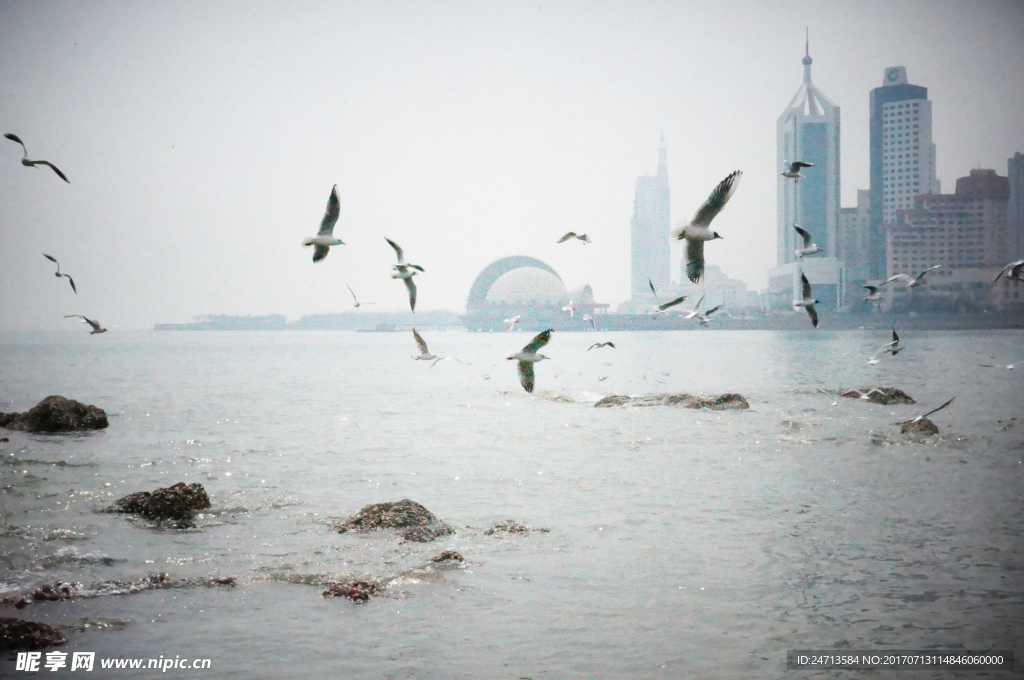 海鷗照片