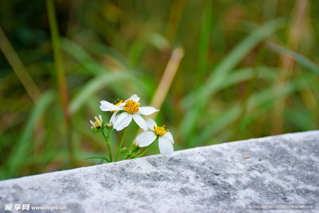 花